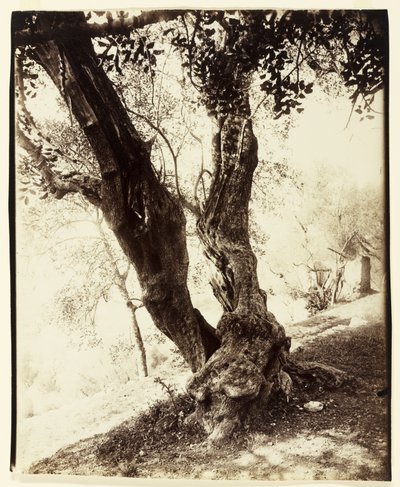 أوليفييه ، نيس ، c.1900 بواسطة يوجين أتيج