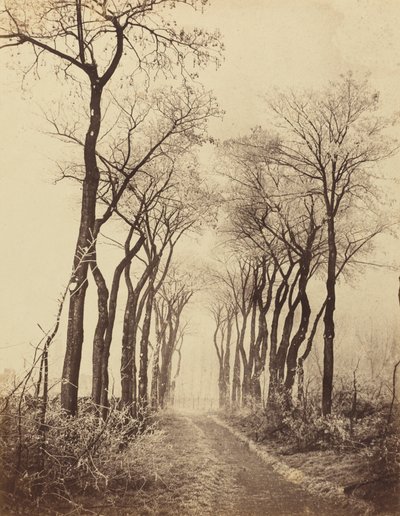 الطريق والأشجار مع الجليد المتجمد، 1860 (صورة) بواسطة يوجين كوفيلير