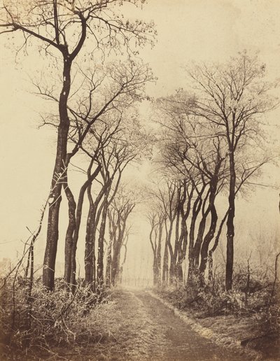 الطريق والأشجار مع Hoarfrost ، 1860. بواسطة يوجين كوفيلير