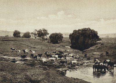 Australia, Cattle, Queensland (b/w photo) بواسطة المصور الأوروبي