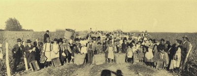 حصاد العنب في مزارع الكروم في فينا لونتيو ، سانتياغو ، تشيلي (صورة b / w) بواسطة المصور الأوروبي