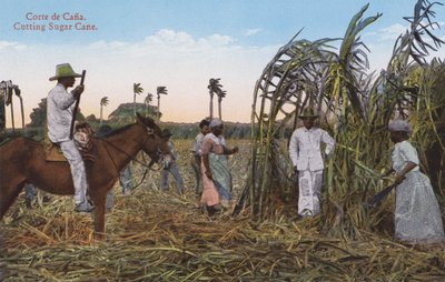 هافانا، كوبا: قطع قصب السكر (صورة) بواسطة المصور الأوروبي