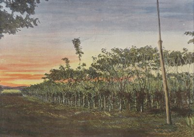 Vanillerie Sous Les Acacias بواسطة المصور الأوروبي