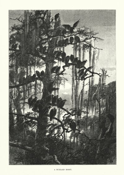 جحر الصقر (نقش) بواسطة المدرسة الأوروبية