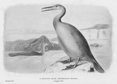 A Gigantic Diver, Hesperornis Regalis (litho) بواسطة المدرسة الأوروبية