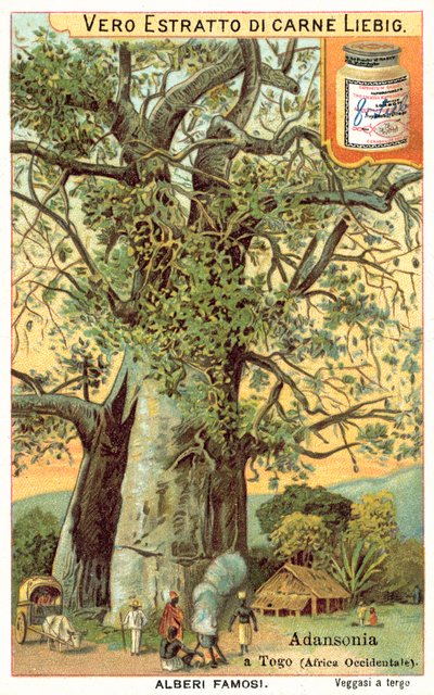 شجرة Adansonia في توغو (Chromolitho) بواسطة المدرسة الأوروبية