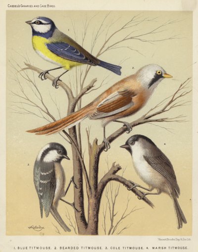 القرقف الأزرق ، القرقف الملتحي ، Cole Titmouse ، Marsh Titmouse (اللون الليثو) بواسطة المدرسة الأوروبية