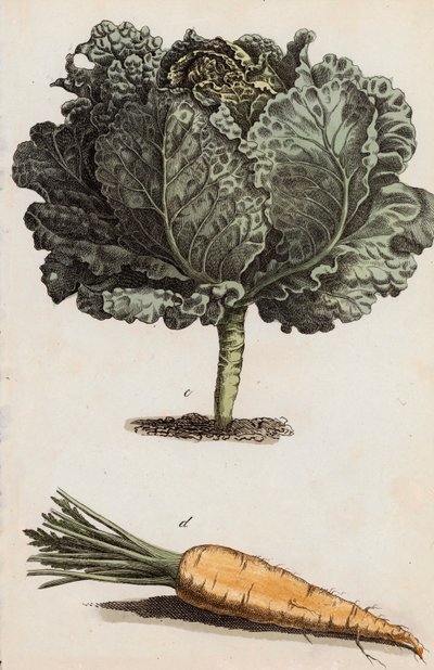 الملفوف والجزر (ليثو ملون) بواسطة المدرسة الأوروبية