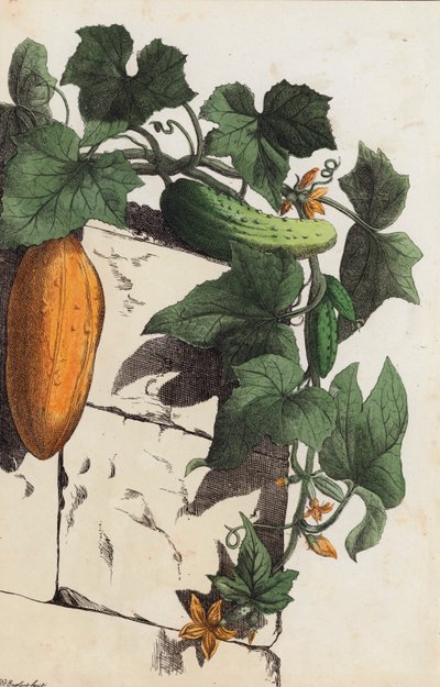 نبات الخيار (ليثو ملون) بواسطة المدرسة الأوروبية