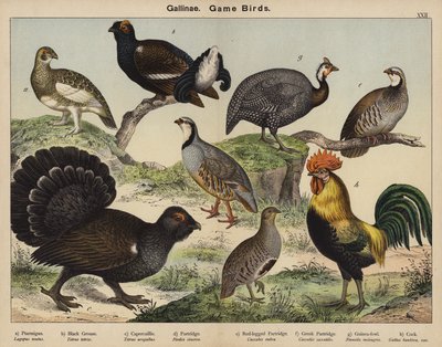 Gallinae ، لعبة الطيور بواسطة المدرسة الأوروبية