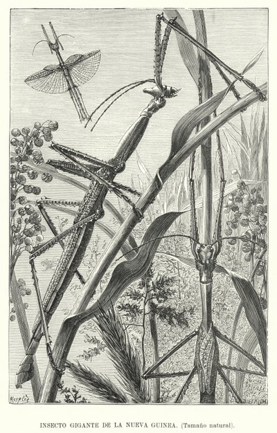 Giant insect of New Guinea (litho) بواسطة المدرسة الأوروبية