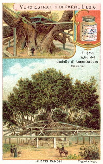شجرة الليمون الكبيرة في أراضي Augustusburg Hunting Lodge ، ساكسونيا ، ألمانيا (كروموليثو) بواسطة المدرسة الأوروبية