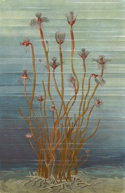 مجموعة Tubularia indivisa بواسطة المدرسة الأوروبية