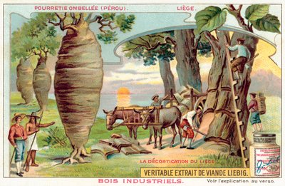 حصاد اللحاء من الأشجار في بيرو (Chromolitho) بواسطة المدرسة الأوروبية