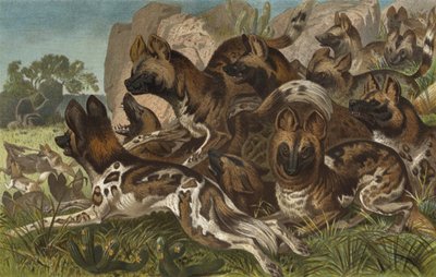 Hianenhund بواسطة المدرسة الأوروبية