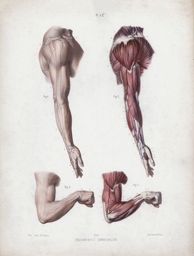 Illustration for The Anatomy of the External Forms of Man: Male arm and hands (colour litho) بواسطة المدرسة الأوروبية