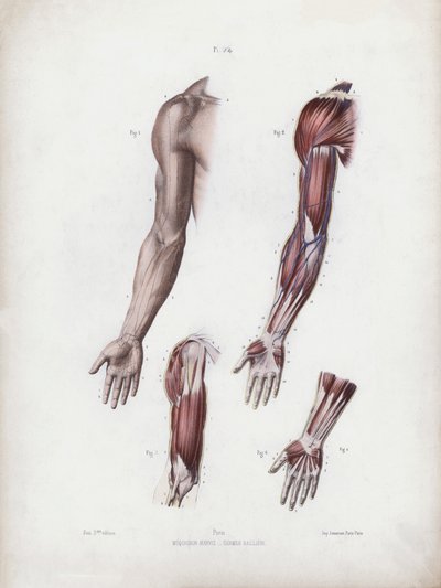 Illustration for The Anatomy of the External Forms of Man: Male arm and hands (colour litho) بواسطة المدرسة الأوروبية