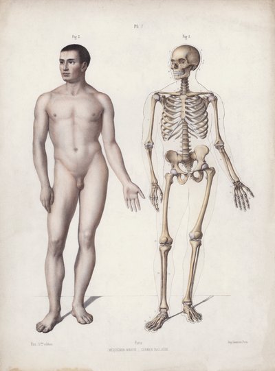 Illustration for The Anatomy of the External Forms of Man: Man standing (colour litho) بواسطة المدرسة الأوروبية