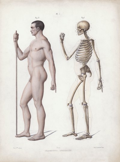 Illustration for The Anatomy of the External Forms of Man: Man standing, side view (colour litho) بواسطة المدرسة الأوروبية