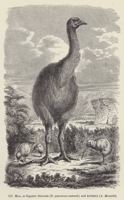 استعادة Moa ، أو Dinornis العملاق (D giganteus) ؛ و أبتريكس ، مانتيلي (نقش) بواسطة المدرسة الأوروبية