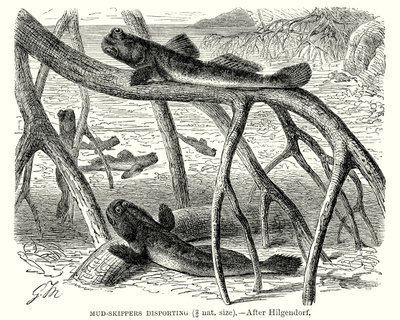 ربابنة الطين يتزلجون في الطين (نقش) بواسطة المدرسة الأوروبية