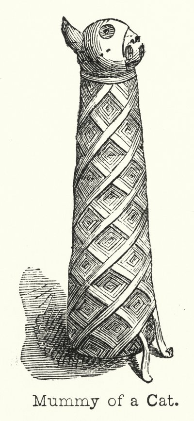 Mummy of a Cat (engraving) بواسطة المدرسة الأوروبية