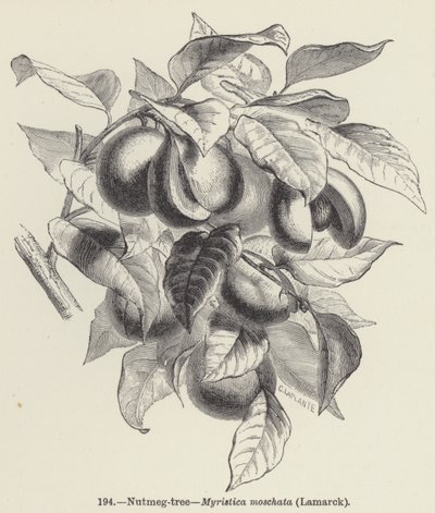 شجرة جوزة الطيب ، Myristica Moschata ، لامارك (نقش) بواسطة المدرسة الأوروبية