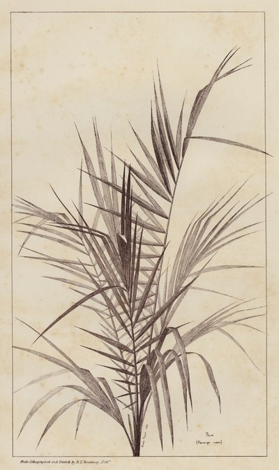 النخيل ، Chamaerops Exelsa (litho) بواسطة المدرسة الأوروبية