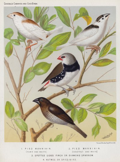 Pied Mannikin ، الظبي والأبيض ، الكستنائي والأبيض ، العصفور المرقط أو الماس Sparrow ، جوزة الطيب أو Spice-Bird (لون ليثو) بواسطة المدرسة الأوروبية