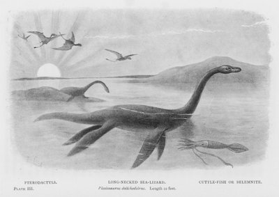 الزاحف المجنح ، سحلية البحر طويلة العنق ، Plesiosaurus dolichodeirus ، الطول 22 قدمًا ، سمكة الحبار أو Belemnite (الليثو) بواسطة المدرسة الأوروبية
