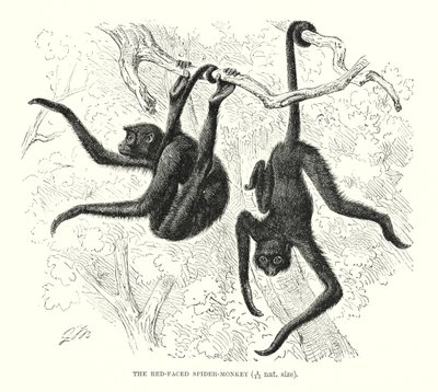 القرد العنكبوت ذو الوجه الأحمر (نقش) بواسطة المدرسة الأوروبية