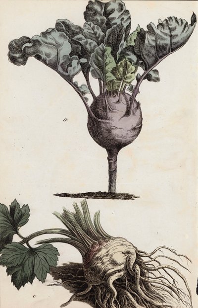 الخضروات الجذرية (ليثو ملون) بواسطة المدرسة الأوروبية