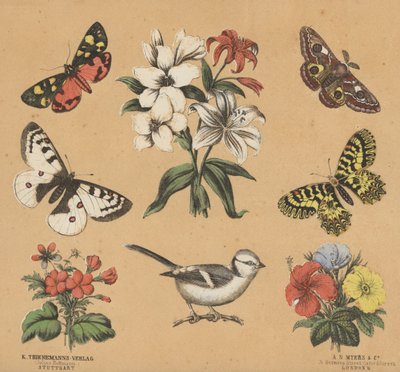 Scraps for Juveniles (colour litho) بواسطة المدرسة الأوروبية