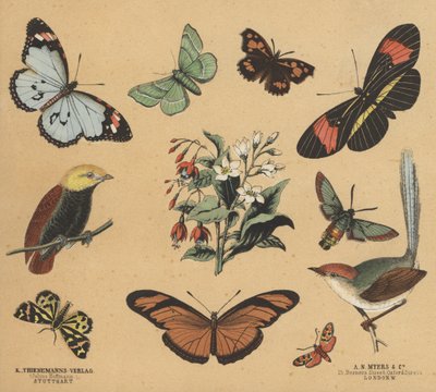 Scraps for Juveniles (colour litho) بواسطة المدرسة الأوروبية