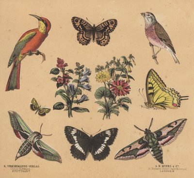 Scraps for Juveniles (colour litho) بواسطة المدرسة الأوروبية