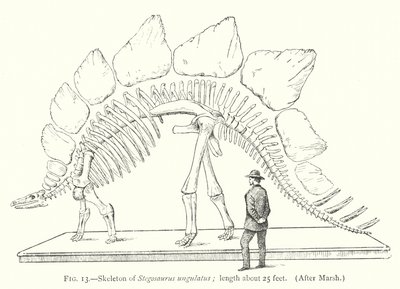 هيكل عظمي لـ Stegosaurus ungulatus (ليثو) بواسطة المدرسة الأوروبية