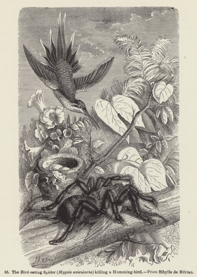 العنكبوت آكل الطيور (Mygale avicularia) يقتل طائرًا طنانًا (نقش) بواسطة المدرسة الأوروبية