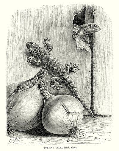 الوزغة التركية (نقش) بواسطة المدرسة الأوروبية