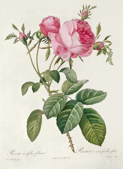 Thory، les Roses، Rosa Centifolia Foliaca (lithograph) بواسطة Eustache Hyacinthe Langlois