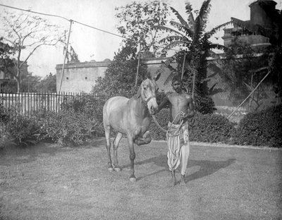 رجل مع حصان ، أليبور ، الهند ، 1905-1906 بواسطة فلوريدا بيترز
