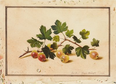 عنب الثعلب ، 1818 بواسطة فيدور بتروفيتش تولستوي