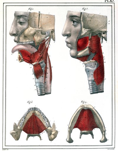 تشريح الحلق والفك ، من "Manuel d&39;Anatomie descriptive du Corps Humain" بقلم جول كلوكيه (1790-1883) 1825 بواسطة فيليه