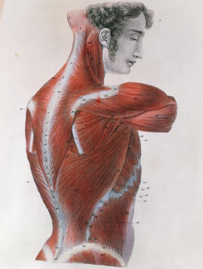 الجذع الفاسد ، من "Manuel d&39;Anatomie Descriptive du Corps Humain" لجول جيرمان كلوكيه (1790-1883) باريس ، 1825 بواسطة فيليه