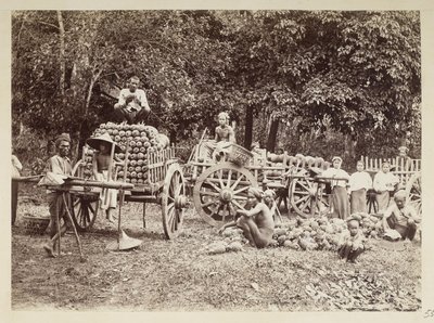تحميل الأناناس المحصود على عربات ، بورما ، مجموعة إلجين: "جولة الخريف 1898" (صورة بالأبيض والأسود) بواسطة فيليس بيتو