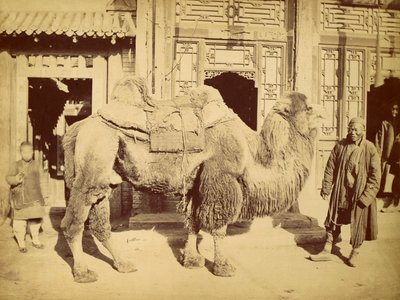 جمل بكتري مع معالج ، c.1860 (حفر ضوئي) بواسطة فيليس بيتو