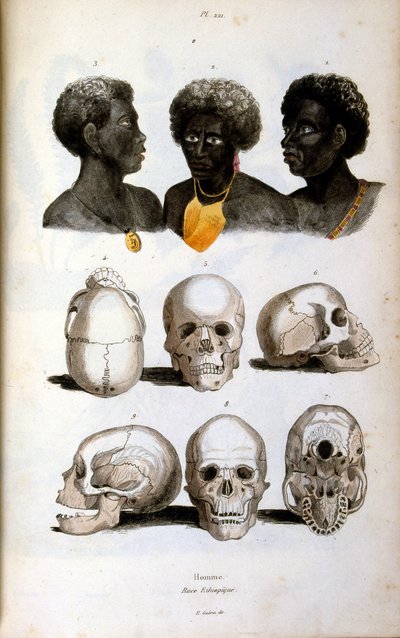 رسم توضيحي أنثروبولوجي يصور العرق الإثيوبي بواسطة Felix-Edouard Guerin