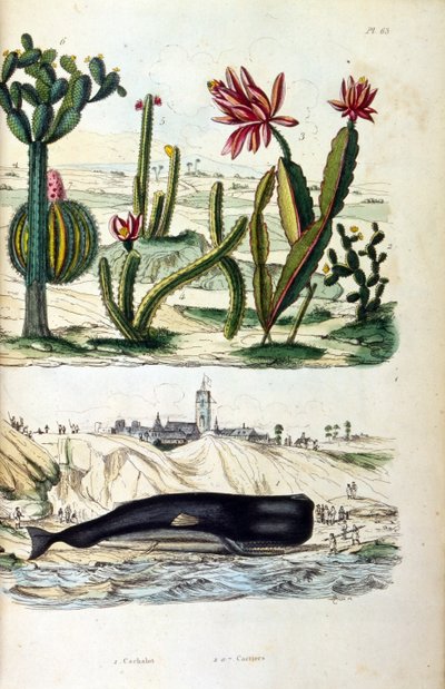 رسم توضيحي للصبار والحوت على الشاطئ، من "القاموس التصويري للتاريخ الطبيعي والظواهر الطبيعية" التاسع عشر (نقش) بواسطة فيليكس إدوارد غيران