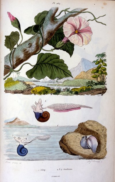 حلزون الماء بواسطة فيليكس إدوارد غيران