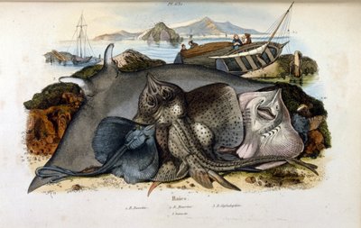 رسم توضيحي لأسماك مانتا راي. (chromolithograph من القاموس الرائع للتاريخ الطبيعي والظواهر الطبيعية بواسطة Felix-Edouard Guerin بواسطة فيليكس إدوارد غيران