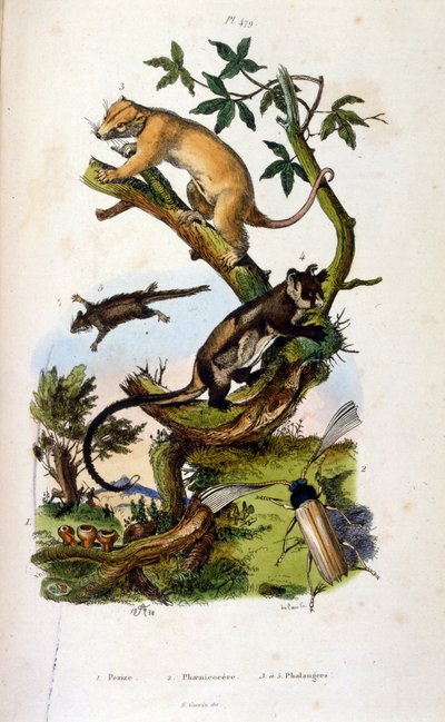 رسم توضيحي للثدييات والحشرات. (chromolithograph من القاموس الرائع للتاريخ الطبيعي والظواهر الطبيعية بواسطة Felix-Edouard Guerin بواسطة فيليكس إدوارد غيران